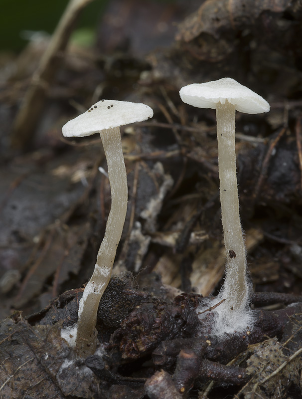 Tephrocybe platypus